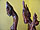 Click for more info about this artist Click for more info about this artist